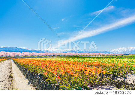 日本の春　富山県 舟川べり チューリップと桜並木 49855570