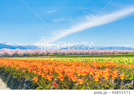 日本の春　富山県 舟川べり チューリップと桜並木 49855571