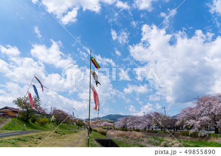 こいのぼり 桜 高尾山 南浅川 こいのぼり 桜 高尾山 南浅川 49855890