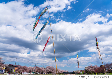 こいのぼり 桜 南浅川 こいのぼり 桜 南浅川 49855893
