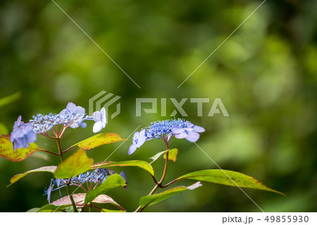 紫陽花 三原三景園の紫陽花 紫陽花 三原三景園の紫陽花 49855930