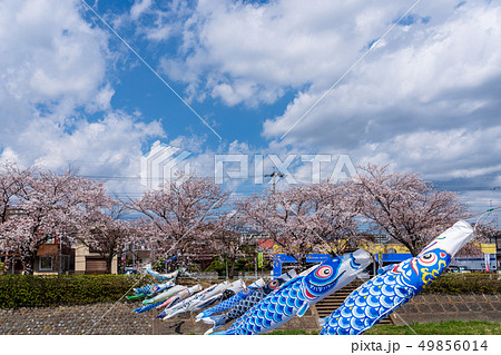 こいのぼり　桜　南浅川 49856014