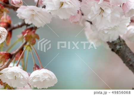closeup fruit tree pink flowers spring blossom closeup fruit tree pink flowers spring blossom 49856068