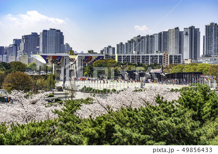 花 桜 春 49856433