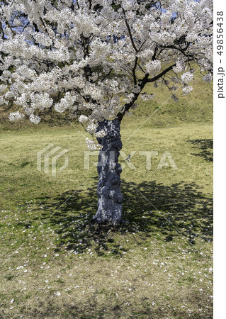 花 桜 春 49856438
