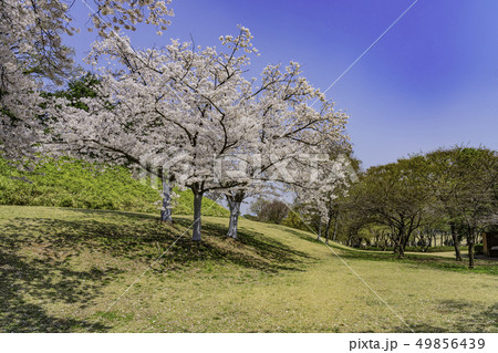 花 桜 春 49856439
