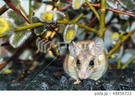 cute mouse among the branches of flowering willow 49856722