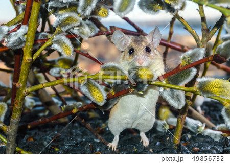 cute mouse among the branches of flowering willow 49856732