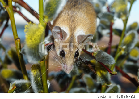 cute mouse among the branches of flowering willow cute mouse among the branches of flowering willow 49856733