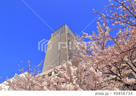 東京ミッドタウンの桜 東京ミッドタウンの桜 49856734