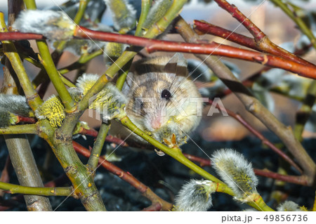 cute mouse among the branches of flowering willow 49856736