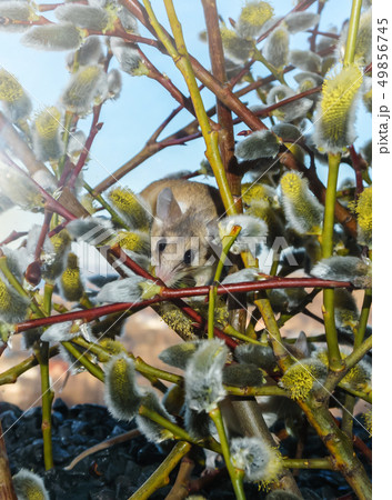 cute mouse among the branches of flowering willow cute mouse among the branches of flowering willow 49856745