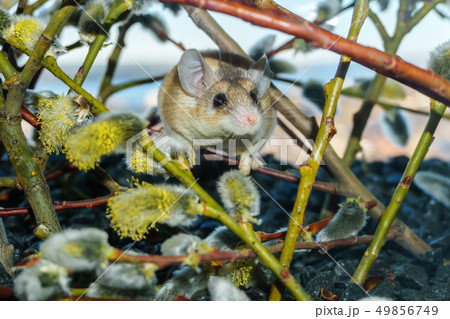cute mouse among the branches of flowering willow 49856749