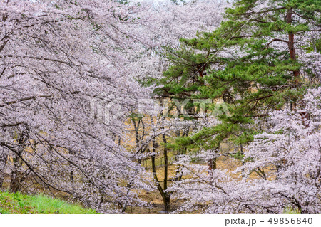 野土山の桜【埼玉県長瀞町】 49856840