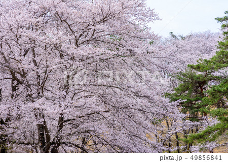 野土山の桜【埼玉県長瀞町】 49856841