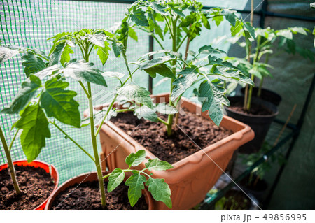 Young potatoes plant in the pot. Fresh and healthy Young potatoes plant in the pot. Fresh and healthy 49856995