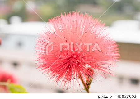 花 フラワー お花 49857003