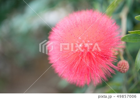花 フラワー お花 49857006