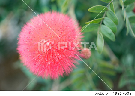 花 フラワー お花 49857008