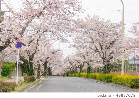 満開の北桜通り【埼玉県長瀞町】 49857078