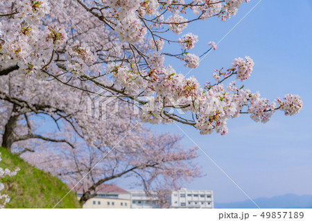 静岡県伊豆の国市 狩野川さくら公園の桜の写真素材