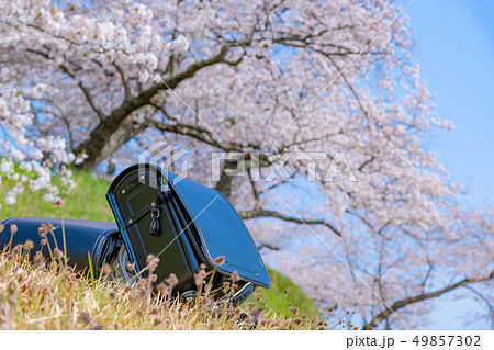 桜とランドセル 春 入学 1年生 イメージの写真素材 [49857302] - PIXTA
