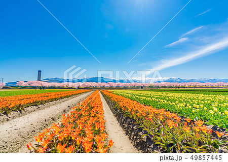 日本の春　富山県 舟川べり チューリップと桜並木 49857445
