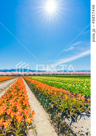 日本の春　富山県 舟川べり チューリップと桜並木 49857446