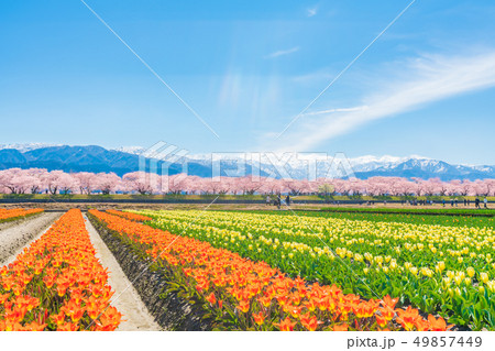 日本の春　富山県 舟川べり チューリップと桜並木 49857449