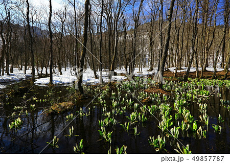 西和賀町　森に咲く水芭蕉 49857787