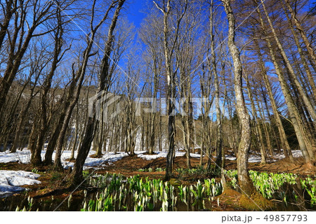 西和賀町　森に咲く水芭蕉 49857793