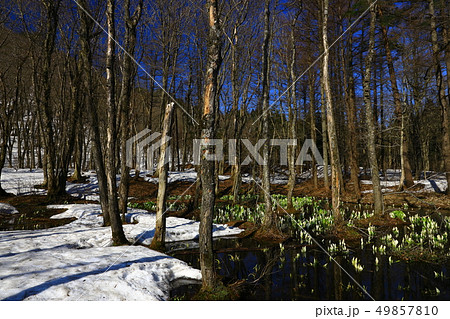 西和賀町　森に咲く水芭蕉 49857810