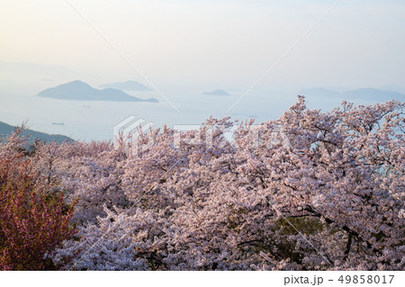 紫雲出山の桜 夕方 (香川県三豊市) 紫雲出山の桜 夕方 (香川県三豊市) 49858017