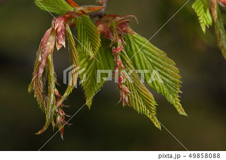 自然　植物　アカシデ、雌花です。雌花が垂れ下がる頃、雄花は姿を消し若葉が目立ち始めます 49858088