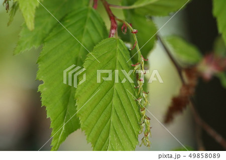自然　植物　イヌシデ、雌花です。若葉の茂った枝先から垂れ下がっています 49858089