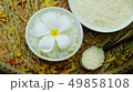 Thai rice grain characteristics	 49858108