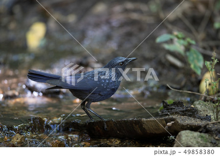 Adult Blue whistling thrush (Myophonus caeruleus) Adult Blue whistling thrush (Myophonus caeruleus) 49858380