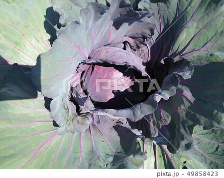 赤キャベツ 赤キャベツ 49858423
