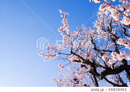 梅の木、梅の花、 梅の木、梅の花、 49858463