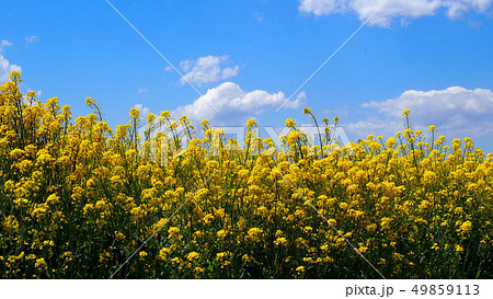 久慈川河川敷の菜の花 久慈川河川敷の菜の花 49859113