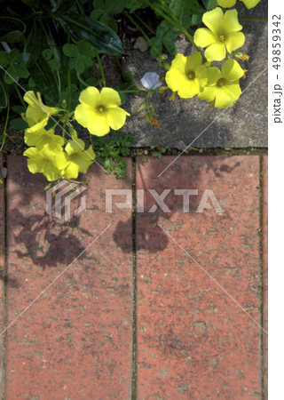カタバミの黄色い花 49859342