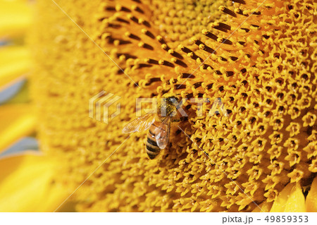 ひまわり蕾 ひまわり蕾 49859353