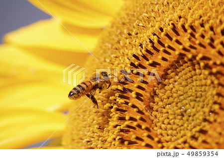 ひまわり蕾 49859354