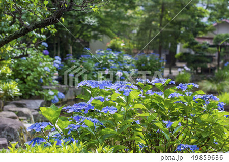 紫陽花 紫陽花 49859636