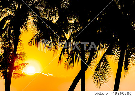 Beautiful Silhouette coconut palm tree on sky neary sea ocean beach at sunset or sunrise time 49860580