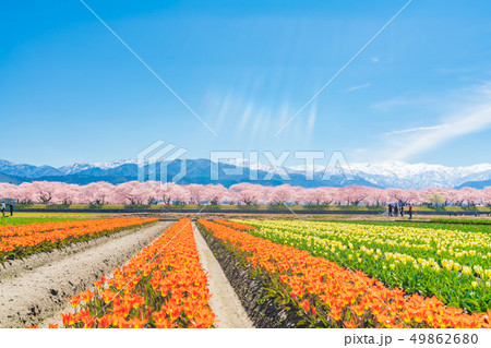 日本の春　富山県 舟川べり チューリップと桜並木 49862680