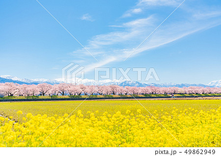 日本の春　富山県 舟川べり菜の花と桜並木 49862949