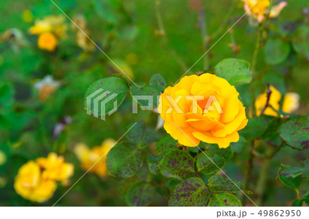 Yellow rose in garden 49862950