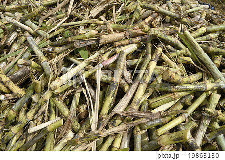 サトウキビ 砂糖黍 Saccharum officinarum 農業 収穫 宮古島 沖縄 サトウキビ 砂糖黍 Saccharum officinarum 農業 収穫 宮古島 沖縄 49863130