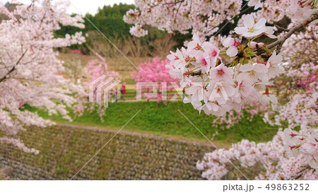 桜（大宇陀本郷）1 49863252